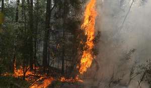 Лесные пожары. Фото: http://life.ru