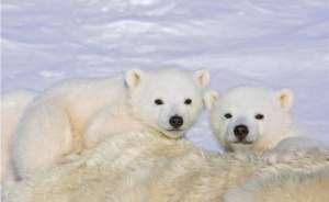 Белые медведи. Фото: http://deita.ru