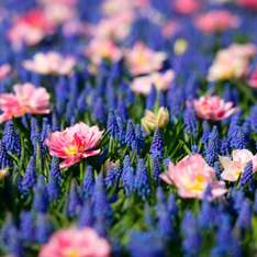 Китайские ученые доказали, что самые обычные цветы обладают целым рядом целебных свойств. Фото: 