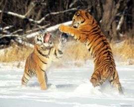 Амурские тигры. Фото: ЭХО-ДВ