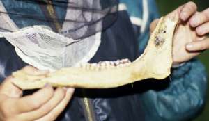 Российские ученые обнаружили на дне озера челюсти неизвестного чудовища. Фото с сайта &quot;Голос России&quot;