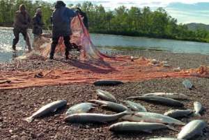 Суд отказал сахалинцам в праве на «лососевый» референдум. Фото: ЭХО-ДВ