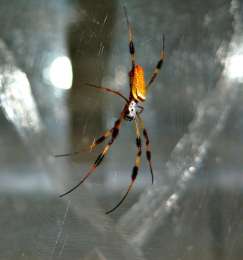 Самка Nephila clavipes на паутине. (Фото: Джеффри Ягер)
