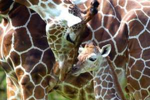  Жирафы зоопарка Майами. Фото: Ron Magill / ZOO MIAMI