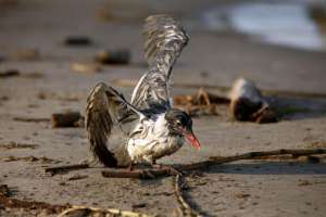 Нефтеразливы, ЛЭП и охота - главные причины гибели птиц в РФ. Фото: http://novorab.ru