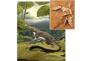 Внешний вид предка плацентарных (слева) напоминает современника динозавров Ukhaatherium nessovi (справа), но на самом деле он появился гораздо позднее. Carl Buell (вставка)/AMNH/S. Goldberg/M. Novacek
