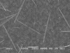 Сканированное изображение электронного микроскопа фитопланктона вида Pseudo-nitzschia cuspidata (длинные, тонкие иглы). (Фото: Брайан Билл / NOAA)