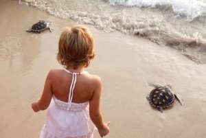 Морские черепахи. Фото: http://www.phuketnews.ru