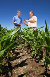 Почвоведы Брайан Винхолд (слева) и Гэри Варвел сравнивают остатки кукурузных початков на различных стадиях разложения в Линкольне, штат Небраска. (Фото: Пегги Греб)