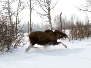 На Камчатке браконьеры убивали лосей под покровительством инспектора лесоохраны. Фото: Вести.Ru
