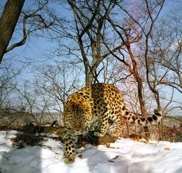 Дальневосточный леопард. Фото: http://putin.kremlin.ru