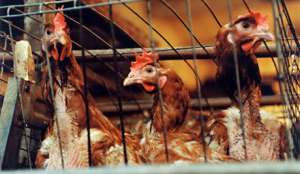 Почти полмиллиона кур будут уничтожены в Мексике из-за птичьего гриппа. Фото с сайта &quot;Голос России&quot;
