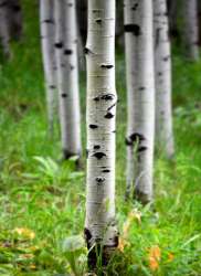 Осина. Ученые установили, что широко распространенная  гибель дрожащей осины Колорадо является прямым результатом уменьшения осадков и усугубляется высокими летними температурами. (Фото: © Lane Erickson / Fotolia)