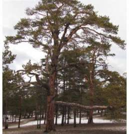 «Шаманская сосна» из Приангарья претендует на титул памятника природы. Фото: http://greenpressa.ru