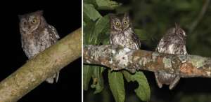 Rinjani Scops Owl Otus jolandae, Ломбок, август 2008 года. (Фото: Филипп Вербелен)