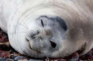 Находясь на суше, тюлени спят обоими полушариями, но в воде одно полушарие у них остаётся бодрствующим. (Фото Thorsten Milse.)