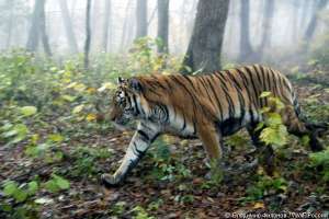 Тигр в заказнике &quot;Среднеуссурийский&quot;. Фото: WWF