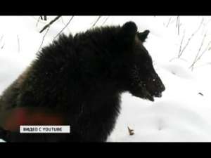  Фото Лесорубы разбудили медведицу. Фото: Вести.Ru