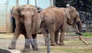 Во Франции передумали усыплять слонов, за которых вступилась Бардо. Фото с сайта &quot;Голос России&quot;