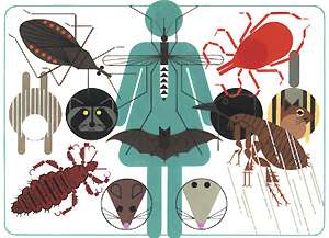 Переносчики инфекционных заболеваний человека. Рисунок с обложки журнала Vector-Borne and Zoonotic Diseases