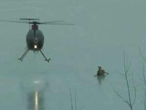 Он направил вертолет к семье оленей и при помощи ветра, поднятого от вращающихся лопастей, подталкивал олениху к берегу. Фото: http://www.ctv.ca/