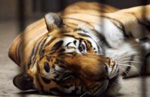 Тигр в клетке. Фото: http://u-psihologa.com.ua