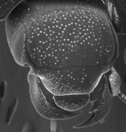Жвалы личинки Operclipygus plicicollis. (Фото: Мишель С. Катерино / CC-BY 3.0)