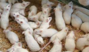 Ученые создали крыс-телепатов. Фото с сайта &quot;Голос России&quot;