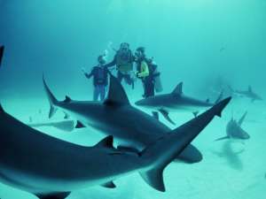 Акулы и дайверы. Фото: http://nnm.ru