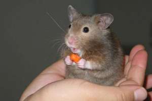 Японские ученые создали 26 поколений клонов от одной мыши. Фото с сайта &quot;Вести.Ru&quot;