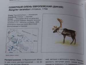 Заполярные экологи работают над вторым изданием Красной книги. Фото: Вести.Ru