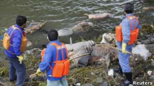 Ко вторнику из реки было выловлено 5 916 мертвых свиней, сообщают местные власти. Фото: BBC 