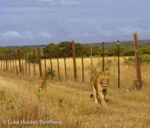 Львы в Южной Африке. (Фото: Luke Hunter / Panthera)