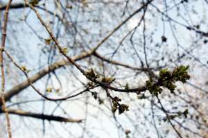 Первые листья на деревьях весной. Фото: http://ngs.ru