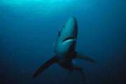 Акулы Средиземного и Черного моря - на грани вымирания. Фото: Центр новостей ООН