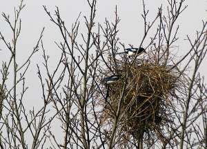 Глядя на сорочье гнездо, понимаешь, почему посторонним и нежеланным гостям вроде кукушек трудно в него проникнуть. (Фото marion1967.)