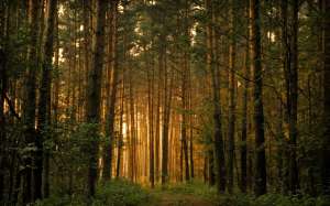 Сосновый лес. Фото: http://funposter.ru