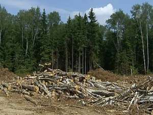 Вырубка Химкинского леса. Фото: http://1tv.ru