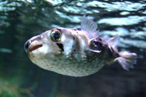 Ядовитая рыба фугу. Фото: http://obozrevatel.ua