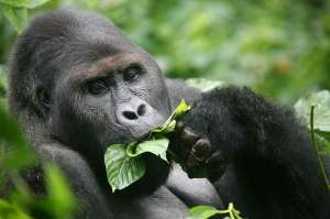 Горная горилла в национальном парке. Фото: sciencedaily.com