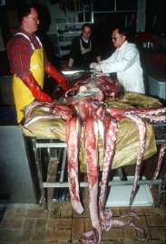 Благодаря ДНК анализу учёные узнали, что гигантские кальмары находятся на грани вымирания (фото Mark Norman).