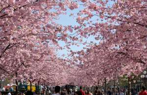 Цветение сакуры в Японии. Фото: http://www.klass39.ru