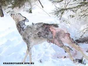В Эвенкии волки угрожают поголовью оленей. Фото: Вести.Ru
