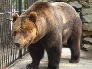 Медведь. Фото: http://sweet.211.ru