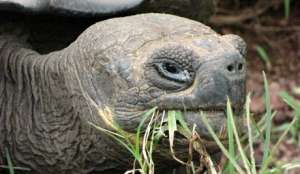 В Таиланде у контрабандиста найдено 10 процентов популяции редчайших черепах. Фото EPA с сайта &quot;Голос России&quot;
