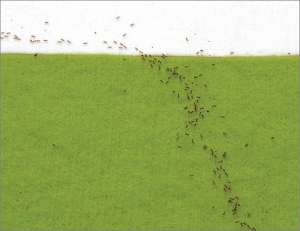 Группа муравьев, верных заветам Ферма. (Иллюстрация Wikimedia Commons / J. Oettler et al.)