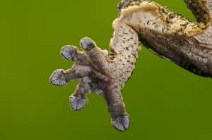 Лапа геккона (фото Thomas Kitchin &amp; Victoria Hurst).