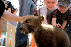 Детеныш бурого медведя. Фото с сайта Lenta.ru