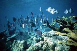 Пан Ги Мун призвал государства укрепить меры по защите океанов. Фото: Центр Новостей ООН