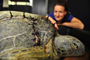  Черепаха после операции Фото: Michael Franchi / Newspix / Rex Features / FOTODOM.RU
